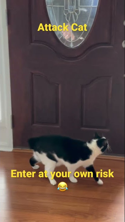 Nono the Attack Cat! The best Security System!