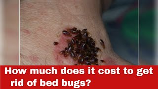 How Much Does It Cost to Get Rid of Bed Bugs? [Detailed Answer]