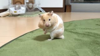 知ってた ハムスター撮影者の苦労 おもしろ可愛い癒しハムスターa Movie That Understands The Hardship Of The Hamster Photographer Dougabu 知ってた ハムスター撮影者の苦労 おもしろ可愛い癒しハムスターa Movie That Understands The Hardship Of The Hamster Photographer Dougabu