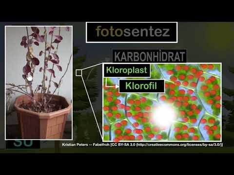 Video: Fotosentez neden karbon asimilasyonu olarak adlandırılır?