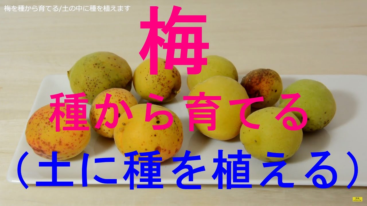 For Bonsai I Will Grow Plum From Seeds 盆栽用 梅を種から育てる 種を植える Youtube