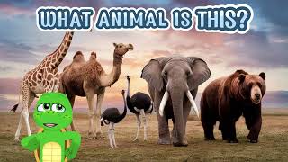 ANIMALS FOR KIDS  Teach your baby to learn the names of Giraffe Camel Ostrigh Elephant Bear  TurtlTV