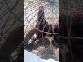#aseelmurga #shortsvideo #viralvideo #famous#famousshorts