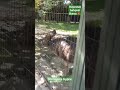 Обитатели зоопарка в Бурсе. Турция