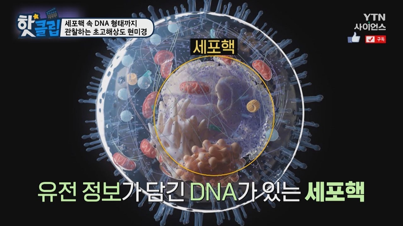 [핫클립] 세포핵 속 DNA 형태까지 관찰하는 초고해상도 현미경 / YTN 사이언스 - YouTube