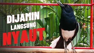 Pancingan kacer cepat bunyi, suara kacer gacor bikin nyaut gacor, masteran kacer durasi panjang