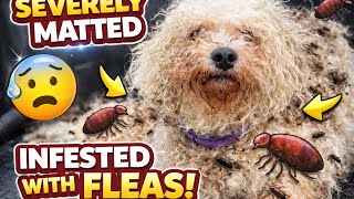 Severely Matted Bichon FULL of Fleas | Extreme Grooming Transformation #bichon #neglect #dog
