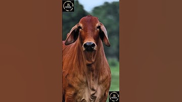Sapi brahman #cow #sapigemuk #sapimakan #sapi #sapilucu #animals #sapipedaging