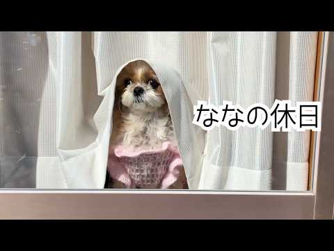 Shih Tzu] Making homemade Valentine's Day chocolates with Nana