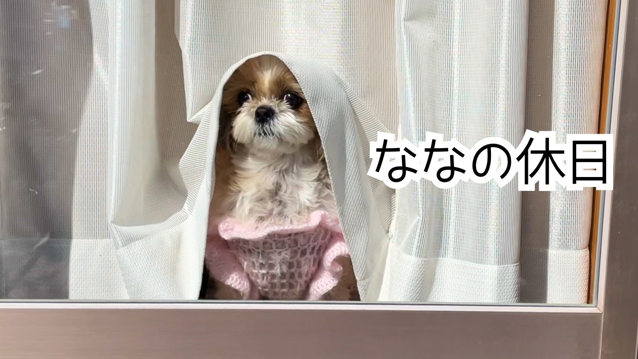 Shih Tzu] Making homemade Valentine's Day chocolates with Nana