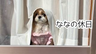 Shih Tzu] Making homemade Valentine's Day chocolates with Nana