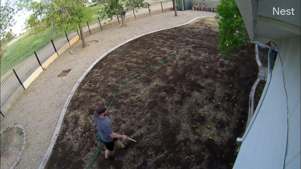Arizona Overseeding Bermuda Grass YouTube