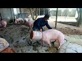 Cao thủ bắt lợn bằng xô | Masters catch pigs with buckets