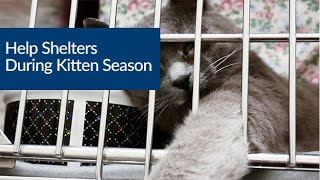 Help Shelters During Kitten Season