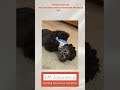 Pet Insurance