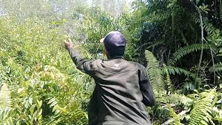 Kembali ke Hutan,,, Kangen Dengan Suara King Konin👍👍👍