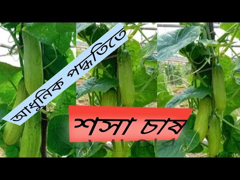 ভিডিও: অভিনব শসা