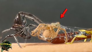 Epic CHALLENGE! VIOLINIST Spider, SCISSORS and False Black Widow【Live Feed】