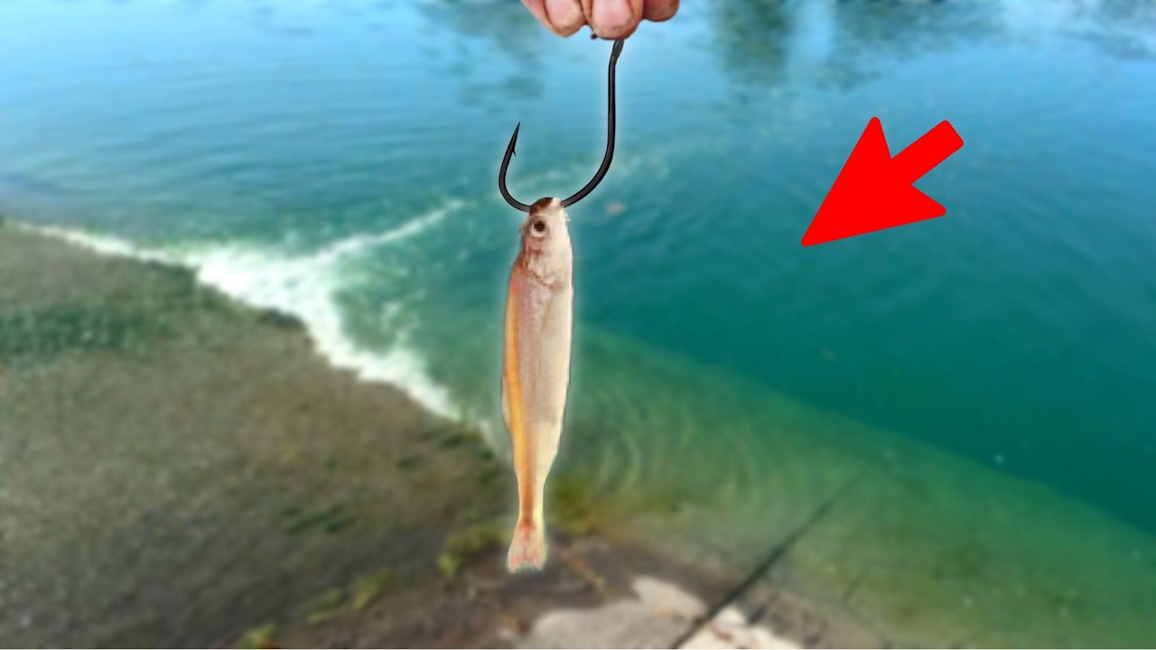 Рыбалка на крошечном водосбросе с живой наживкой (безумие)