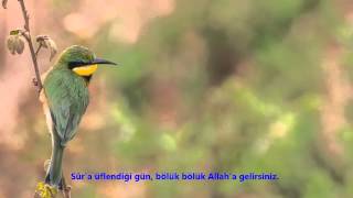 NEBE-(NEBE )-SURESİ-Ebubekir Şatiri (Abu Bakr Al Shatri)