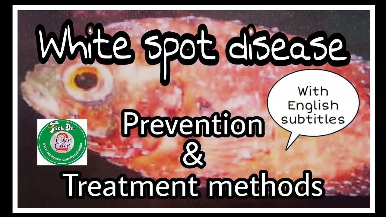 whitespot disease in fishes - prevention & treatment