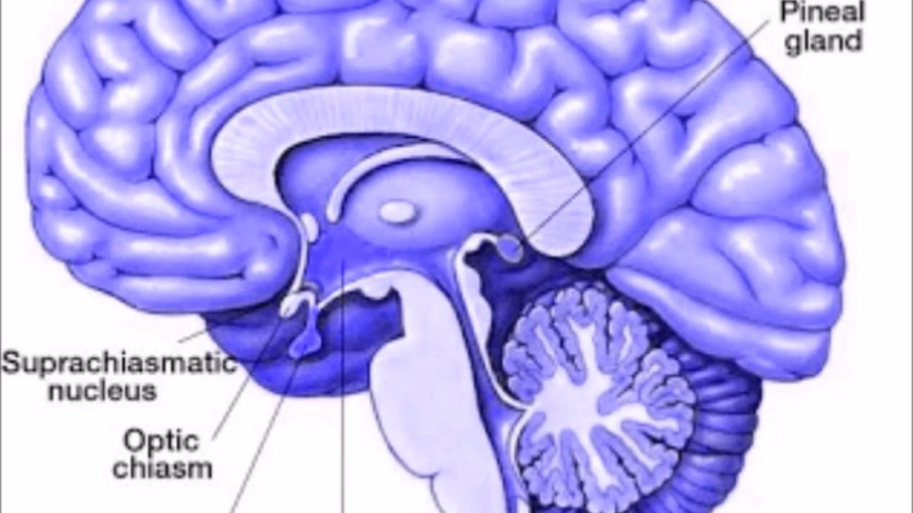 The Secrets Of The Pineal Gland Revealed - YouTube