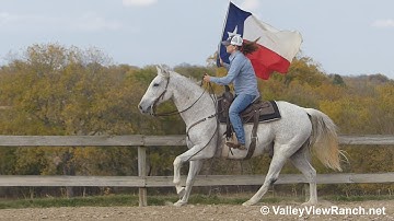 Marty - riding bridleless, carrying the flag, working cows! - ValleyViewRanch.net