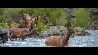 Wallace Stegner Lecture - Greater Yellowstone Migrations Project