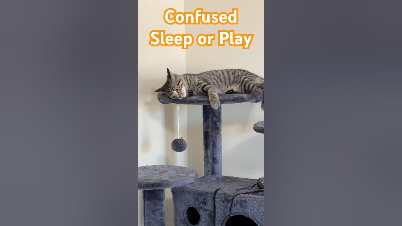Sleep or Play Coco’s Big Confusion cat kitten sleep play YouTube
