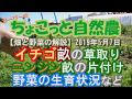 ニンジン畝の片付けとイチゴ畝の草取り【畑と野菜の解説】2019年5月7日農業ユーチューバー