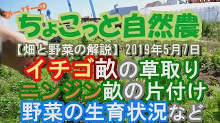 ニンジン畝の片付けとイチゴ畝の草取り【畑と野菜の解説】2019年5月7日農業ユーチューバー