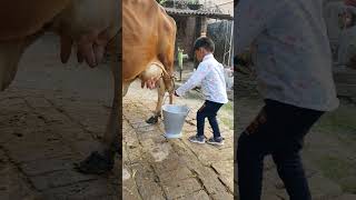 Choti Choti Gaiya Yt Ty Tf Fg Gf anaya cow radheradhe