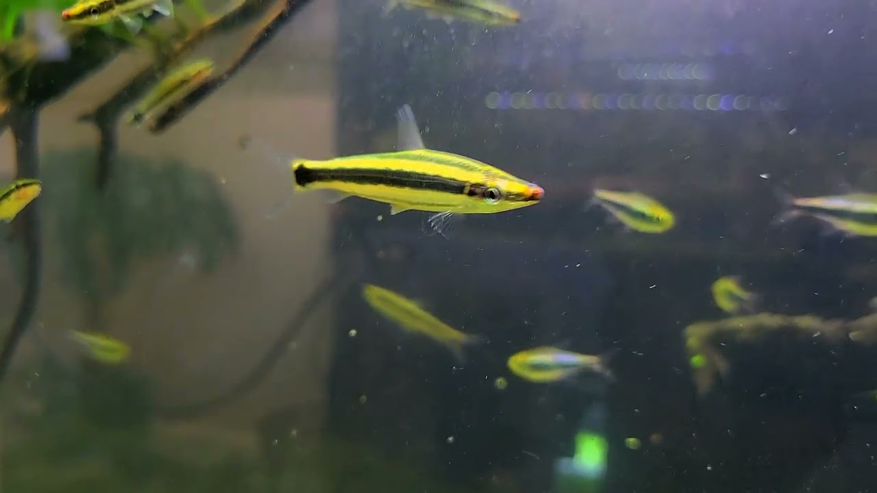 In quarantine some exciting new fish: anostomus ternetzi & hypressobrycon margitae