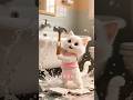 Mischievous Cat Mishmish Went Around The House In The Snow And What Happened Was A Surprise 