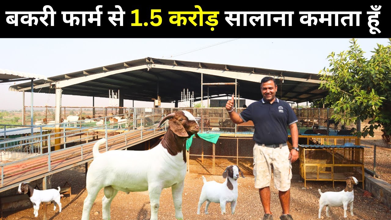 40 लाख  की जॉब छोड़ शुरू किया Goat Farm I Goat Farming In India