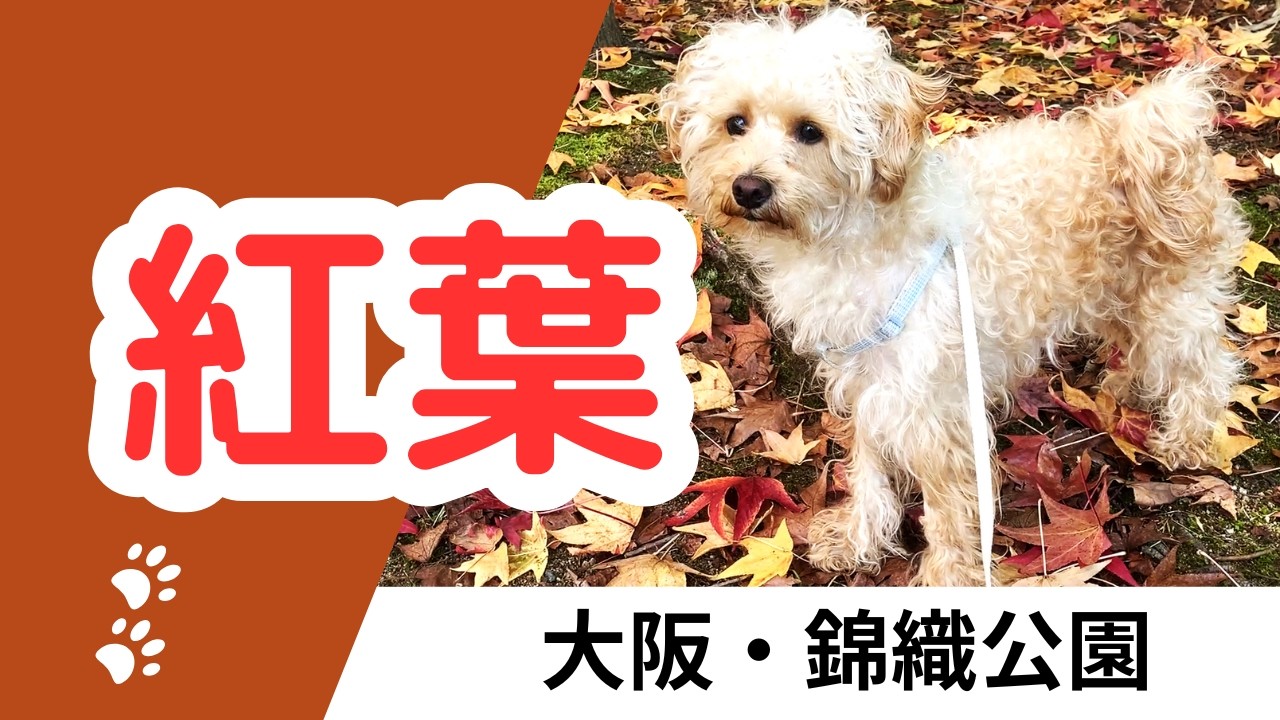 【紅葉】【12.9万円ミラココア】犬と一緒に秋の公園で癒される！ペットとお出かけ「犬と一緒にお出かけシリーズ③」