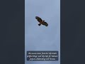 Sardinia’s Griffon Vultures Soar Again! 🦅🌿