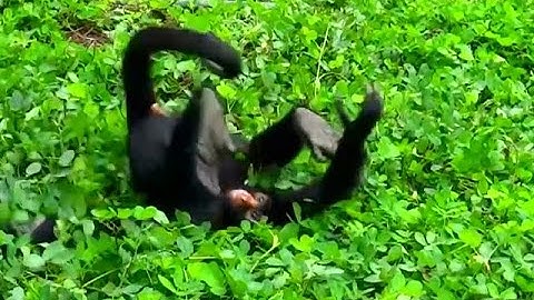 Playful spider monkeys