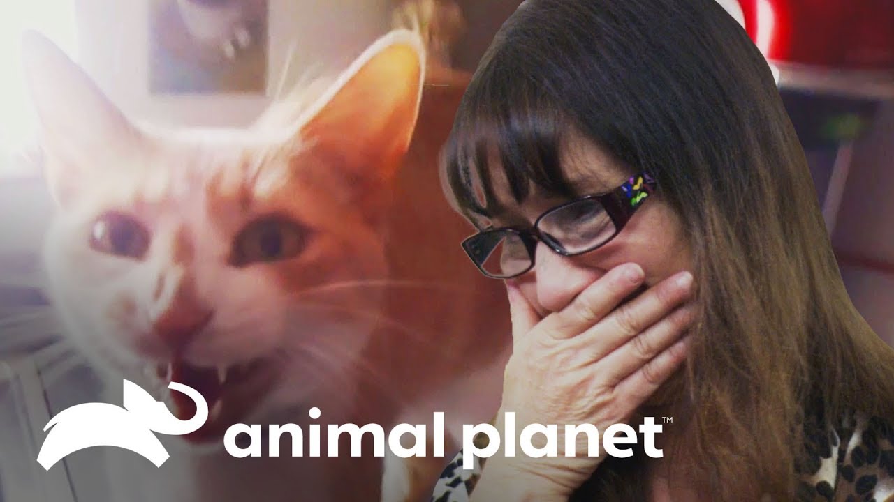 camera iphone 8 plus apk ¡Gato hace pis en la cabeza de la dueña! | Mi gato endemoniado | Animal Planet