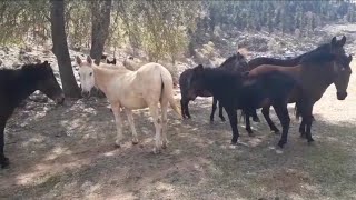 YAYLADA AT YAKALAMAK, ALLAH'TAN KOLAY YAKALADIK🐐