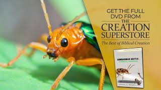 WWN   Prof  Andy McIntosh   Bombardier Beetle   Chemical Warfare   OFFICIAL TRAILER 4K