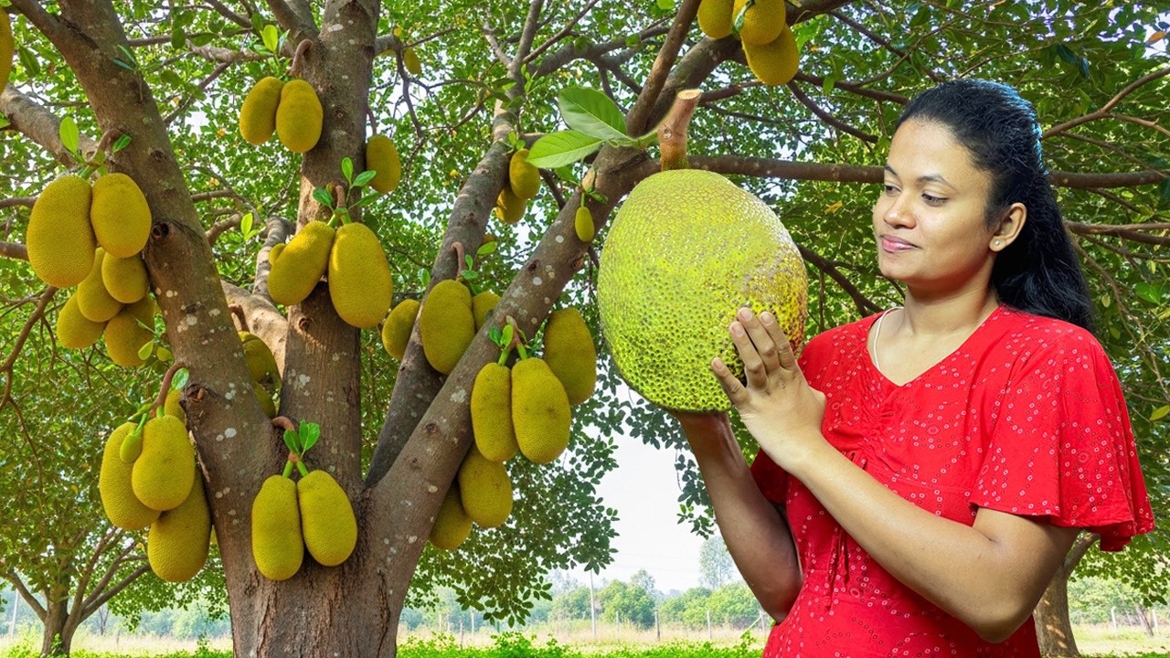 Jackfruit Curry & Jackfruit Seeds Black Curry (Kos Ata Kalu Pol Maluwa) 🍛🌿