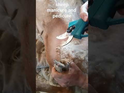     اصلاح نژاد بزو گوسفند و خدمات دامپروری 09131067898 مانیکورپدیکور گوسفند