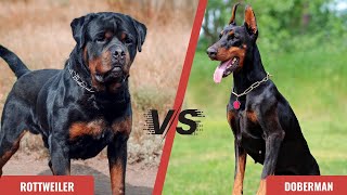 Rottweiler VS Doberman | Doberman VS Rottweiler Dog breed comparison