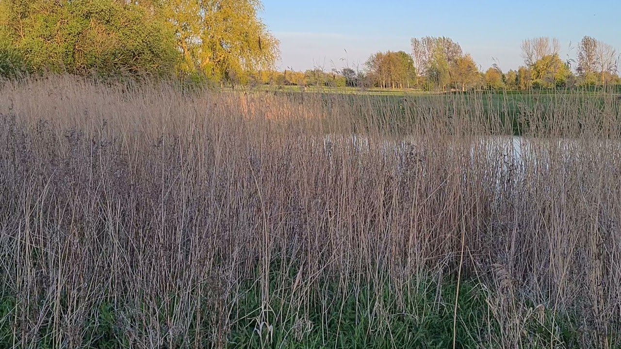 Trastsångare (Acrocephalus arundinaceus) Bengtssons damm