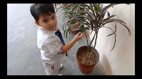 DECE (NTT) Project 2023, Day -17, Activity -23 (Trees 🌳 and plants 🌿)