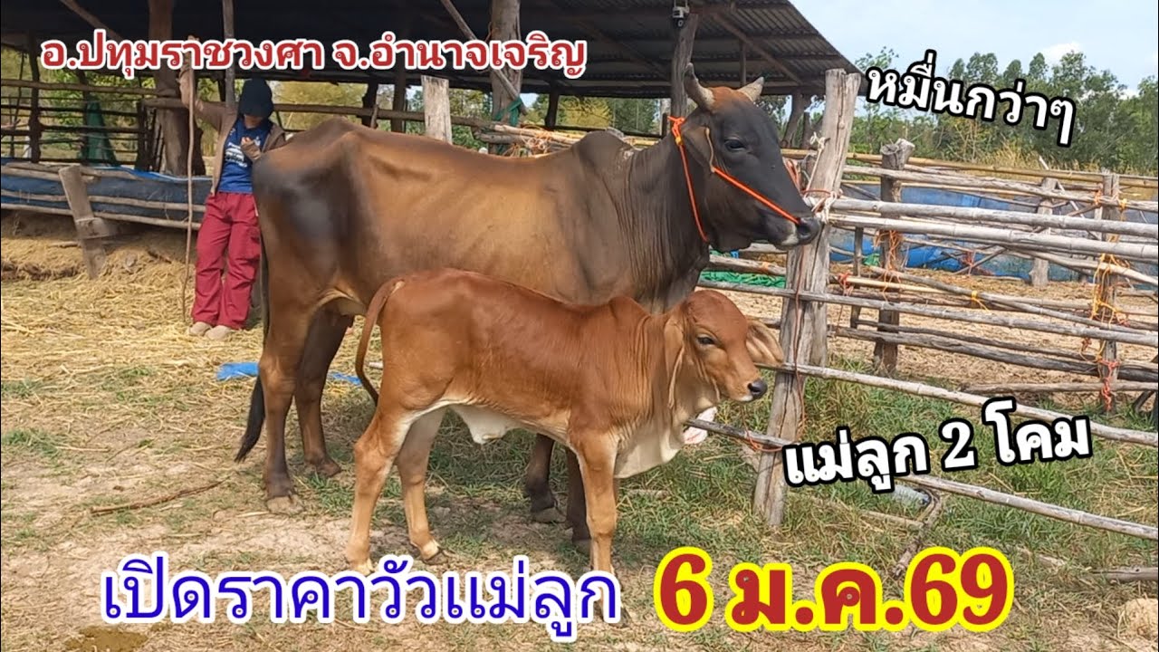 เปิดราคาวเเม่ลูก 2 โคมวันนี้ (6มี.ค.69)อ.ปทุมราชวงศา จ.อำนาจเจริญ