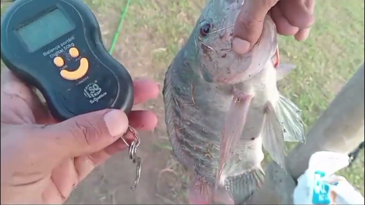 Tilapia graúda mais de 10kl de tilapias e saiu carpa e tambatinga também 