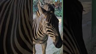 Download Lagu Stan the zebra munching hay and saying hi MP3 Download Lagu Stan the zebra munching hay and saying hi MP3