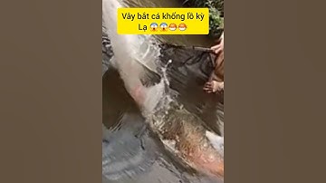 Cận cảnh vây bắt cá khổng lồ #cacconvat #docla #fishing